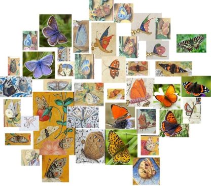 composite of butterfly images