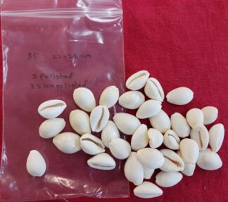 Cowrie Shells